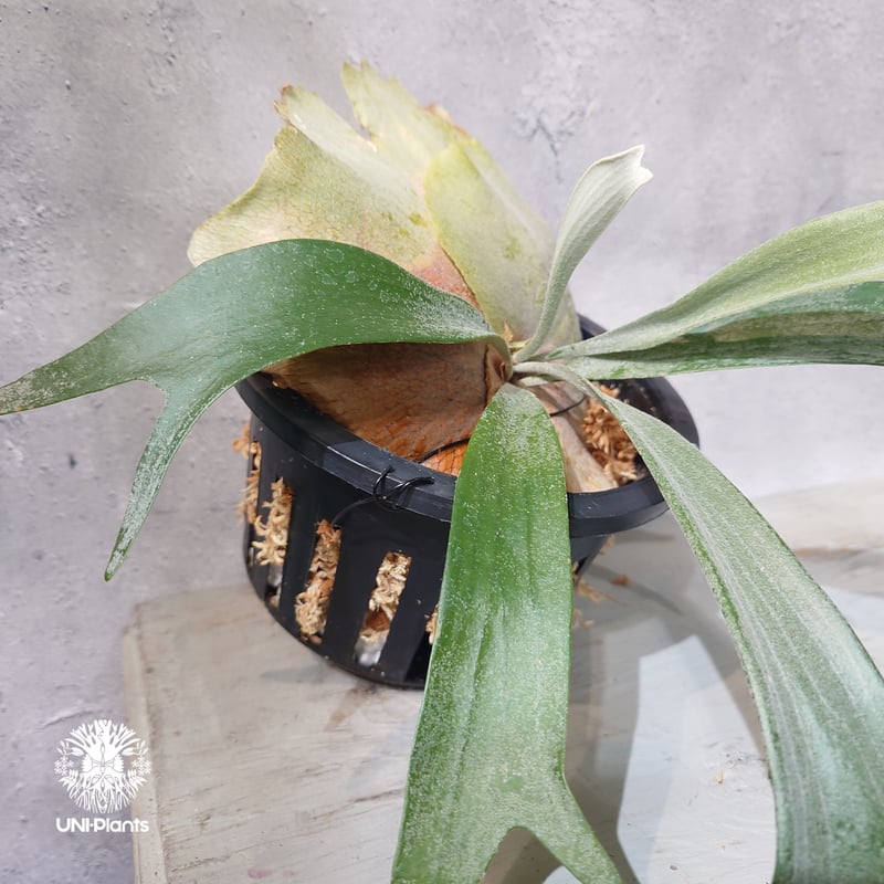 国内繁殖株・一点物】Platycerium bifurcatum 'white' ｜ビカ