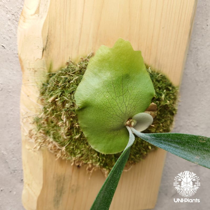 Platycerium willinckii cv.Zion(pup) ビカクシダ ウィリンキ