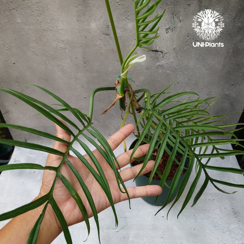 Philodendron tortum フィロデンドロン トータム フィロデンドロン Phil