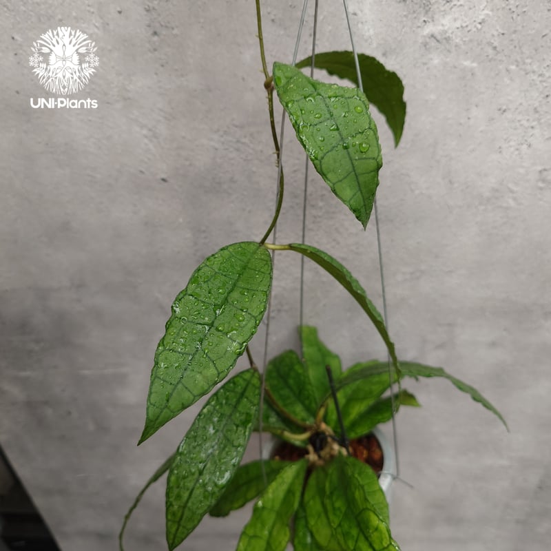 Hoya finlaysonii long leaves ホヤ フィンレイソニー ロングリーブ