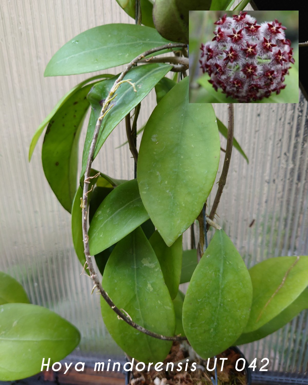 ホヤ　ミンドレンシス 希少! Hoya mindorensis UT 042 ホヤ ミンドレンシス 限定数入荷