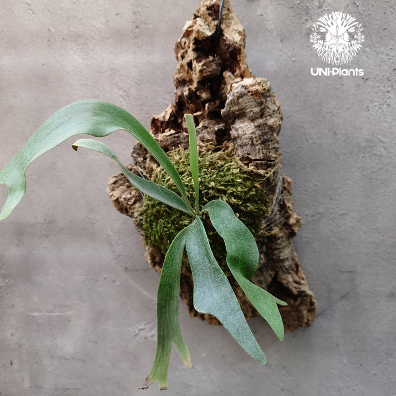 Platycerium Jib Jib (pup)(P. willinckii x P. bi