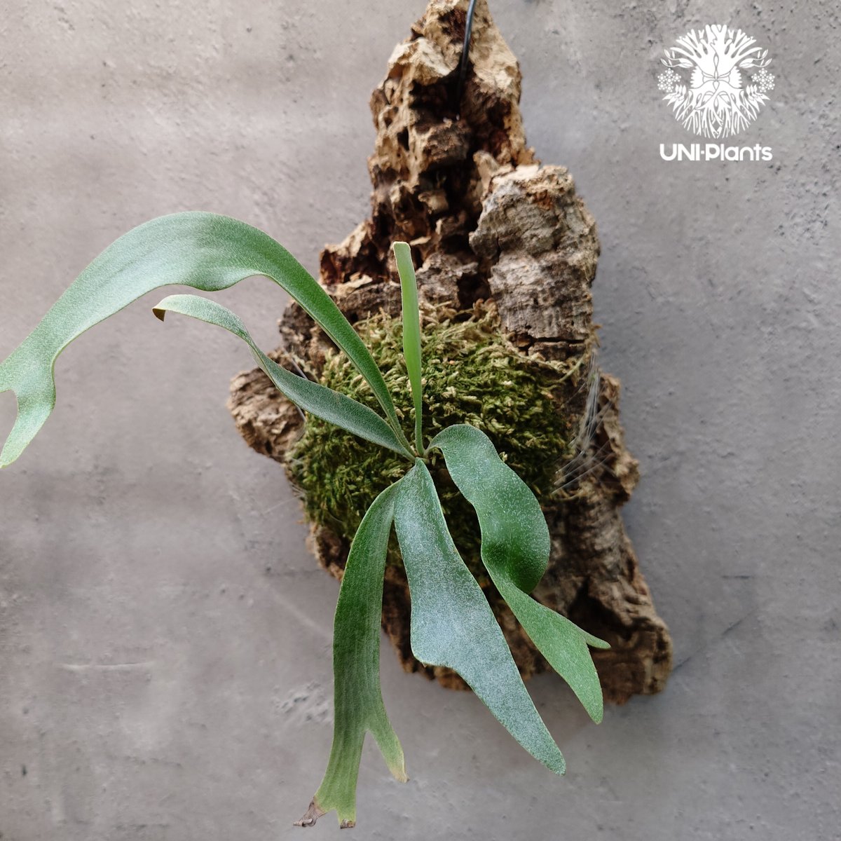 Platycerium Jib Jib (pup)(P. willinckii x P. bi