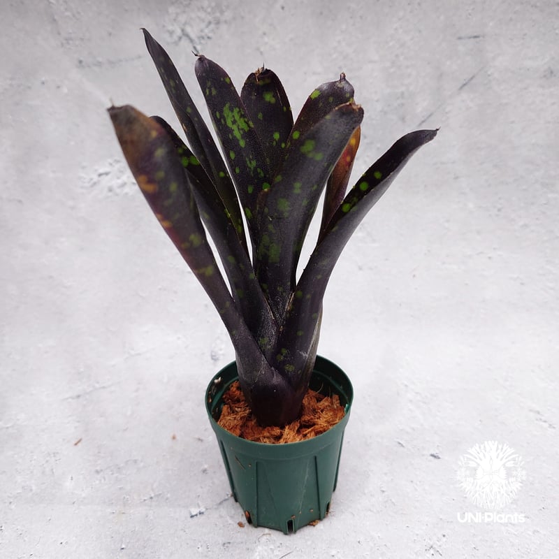 Neoregelia Nosferatu ネオレゲリア ノスフェラトゥ Neoregelia