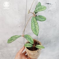 Hoya Aceh (NAP 01) ホヤ 希少 ホヤ植物 ホヤの花 珍しい 希少なホヤ