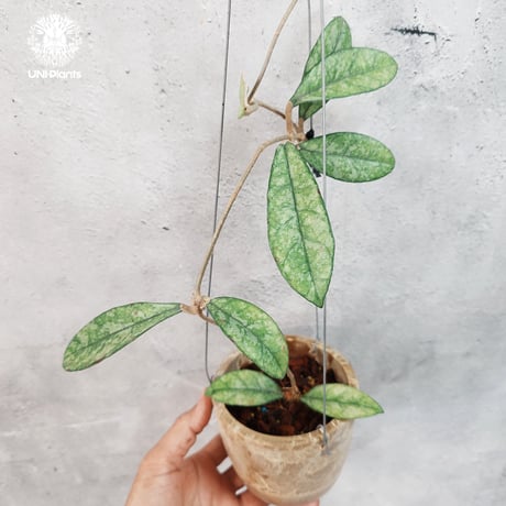 CATEGORY ホヤ植物 (Hoya) | UNI-Plants ビカクシダ、ホヤ植物、着生