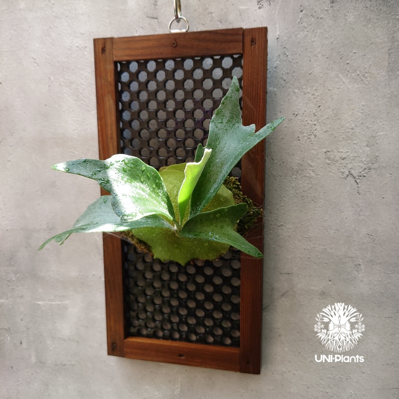 ビカクシダ アルシコルネ Platycerium alcicorne コウモリラン