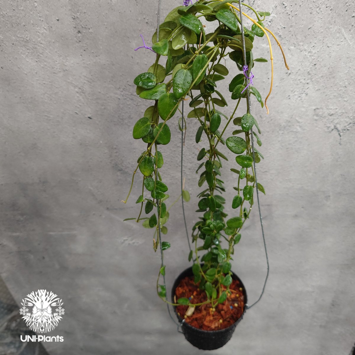 Hoya Pulleana ホヤプレナ ホヤ植物 ホヤの花 Hoya plants 希少