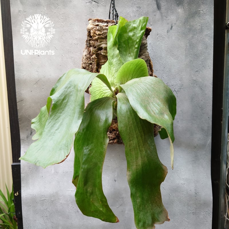 P.elephantotis × P.alcicorne var.Africa ビカクシダ エ