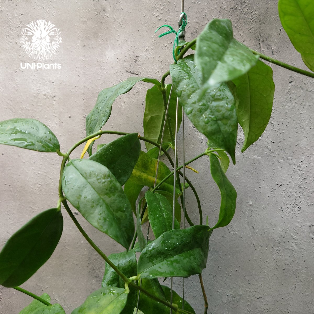 Hoya Danumensis UT174 ホヤ ダヌメンシス UT174 ホヤ植物 ホヤの花
