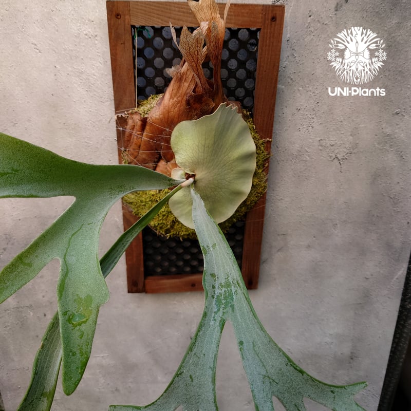 初入荷! ビカクシダ ピューチャン コンパクト Platycerium pewchan co