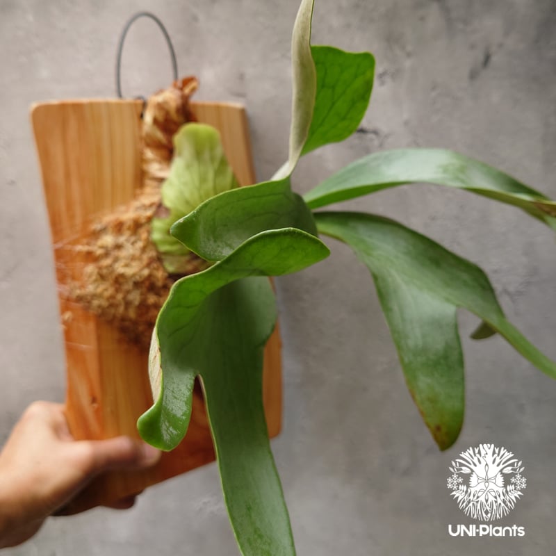 Platycerium silver salmon (P. hillii × P. willi