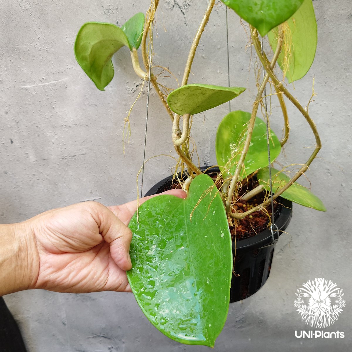 Hoya Loyceangrewsiana ホヤ植物 ホヤの花 希少な植物 Hoyaplan