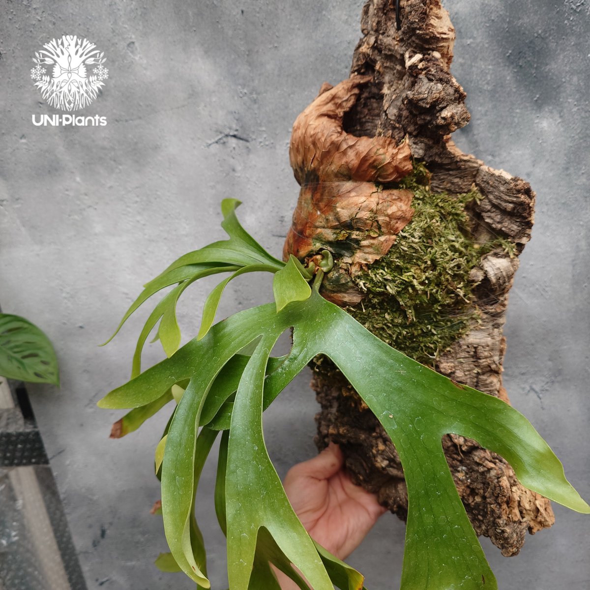 Platycerium coronarium ビカクシダ コロナリウム ビカクシダ原種 Pl