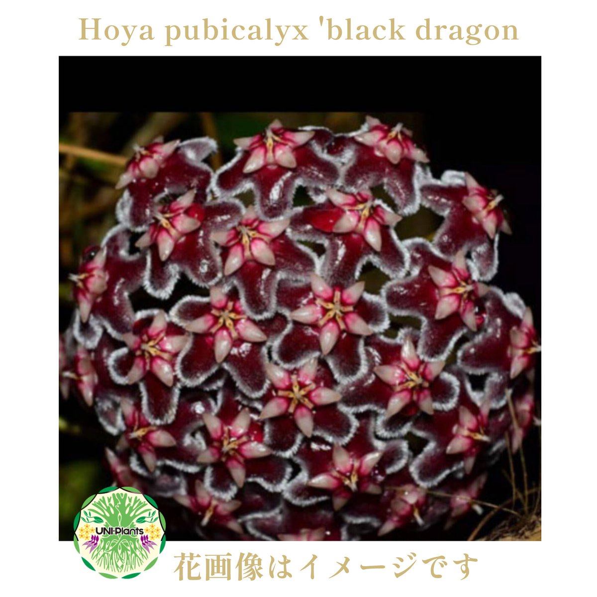 希少! Hoya Pubicalyx 'black dragon ホヤ植物 ホヤの花 ホヤプビ
