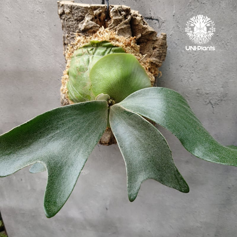 Platycerium Big Form #4 P.willinkii×P.hillii ビカ