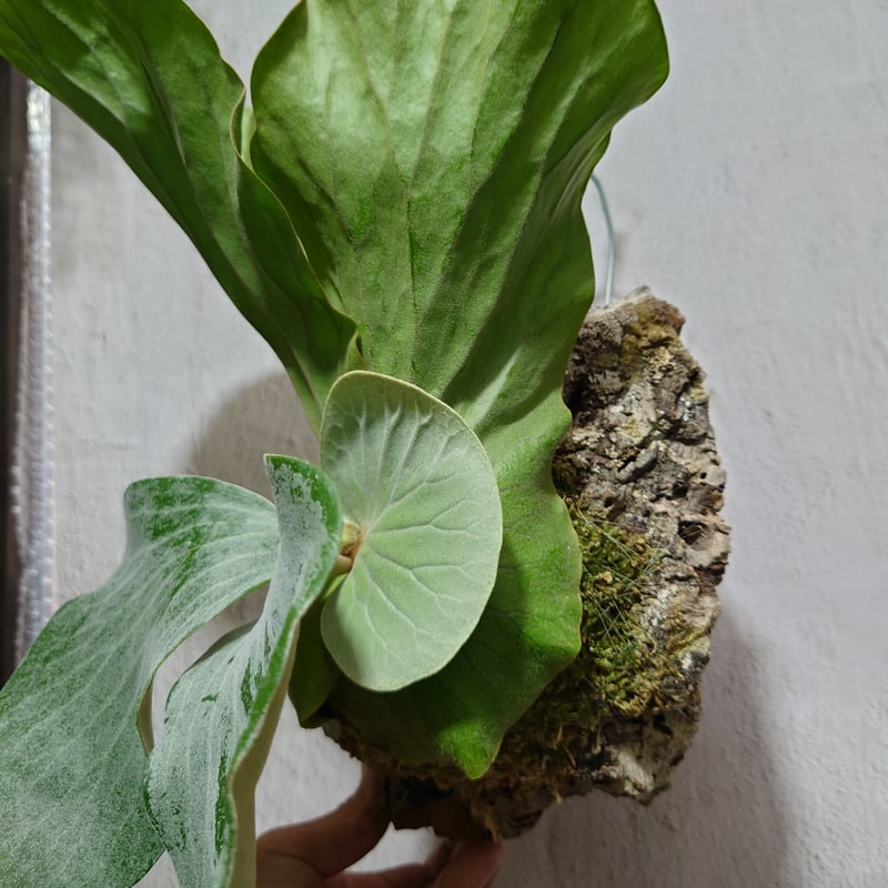 ビカクシダ エレファントティス Platycerium elephantotis コウモリ