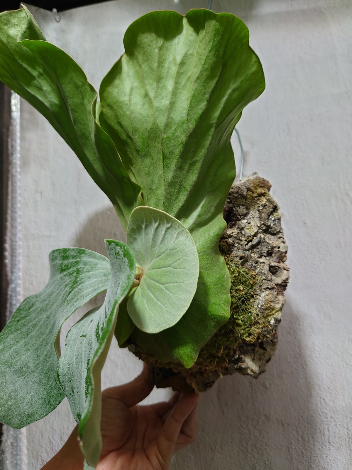 ビカクシダ エレファントティス Platycerium elephantotis