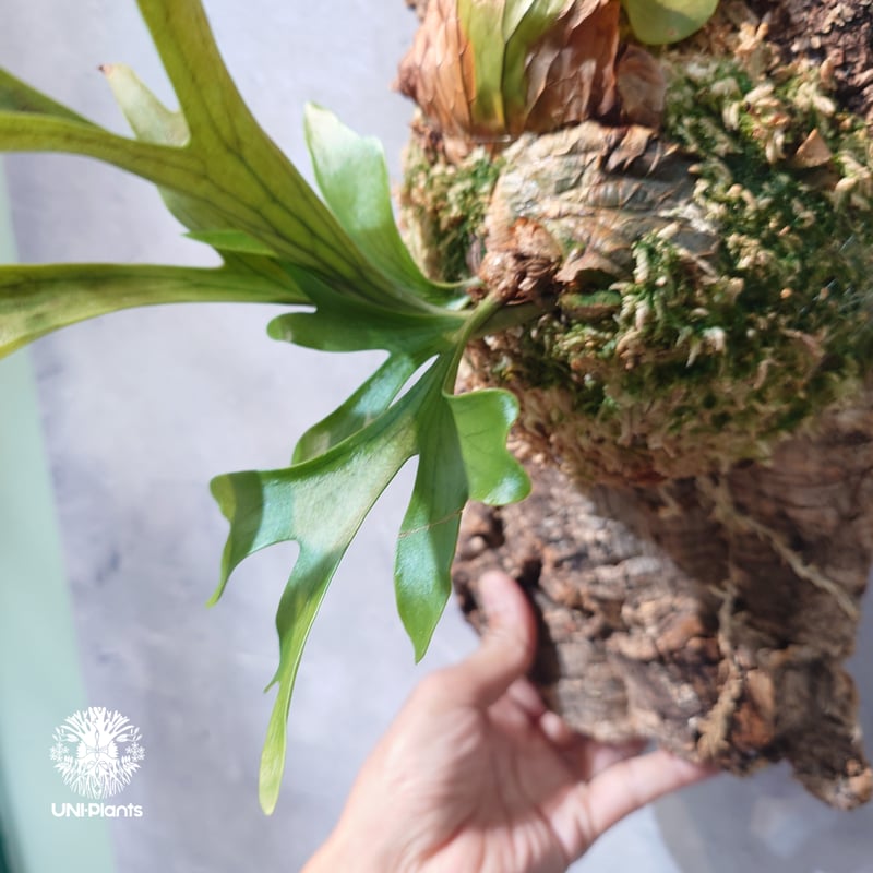タイ直輸入・現地選抜】Platycerium coronarium 'Dragon Tree