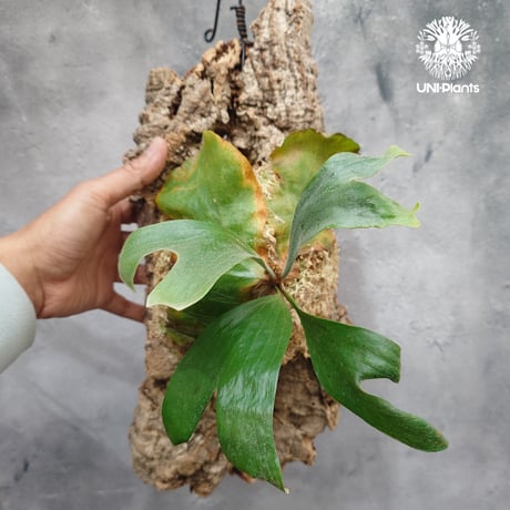 ビカクシダステマリア | STORES