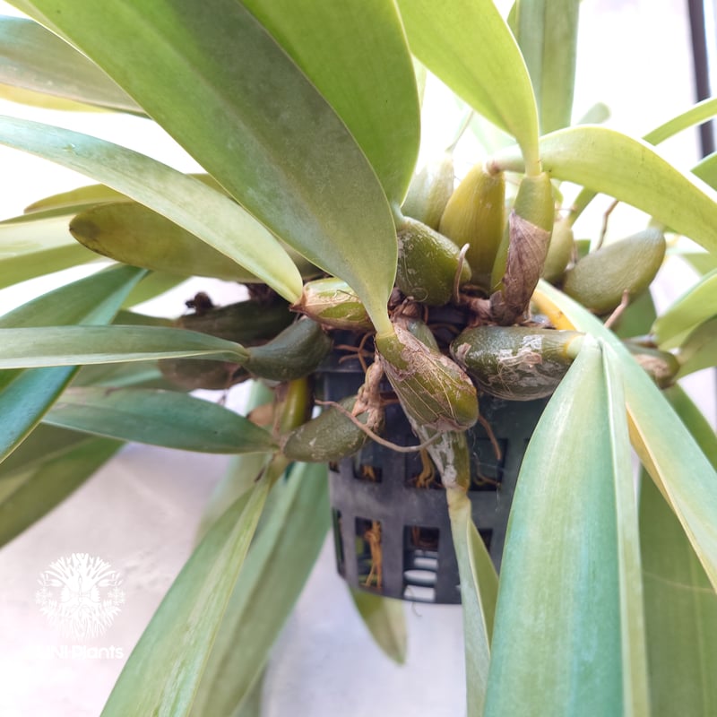 Bulbophyllum cruentum x phalaenopsis バルボフィラム クル