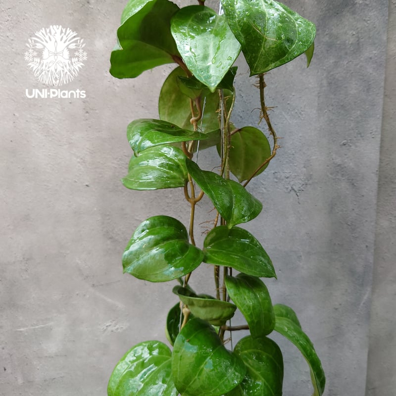 Hoya Sarawak pink ホヤ サラワック ピンク ホヤ植物 Hoya plants