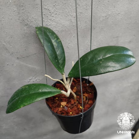 【タイ直輸入・現地選抜の希少株】ホヤ フォーベシー jabar｜希少株・珍品・着生植物・つる性植物｜Hoya forbesii jabar