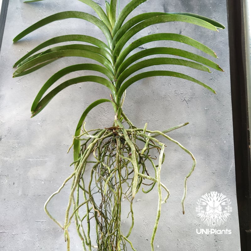バンダ 洋蘭 Vanda orchid 大株 ラン 蘭 花が綺麗な洋ラン | UNI-Pla
