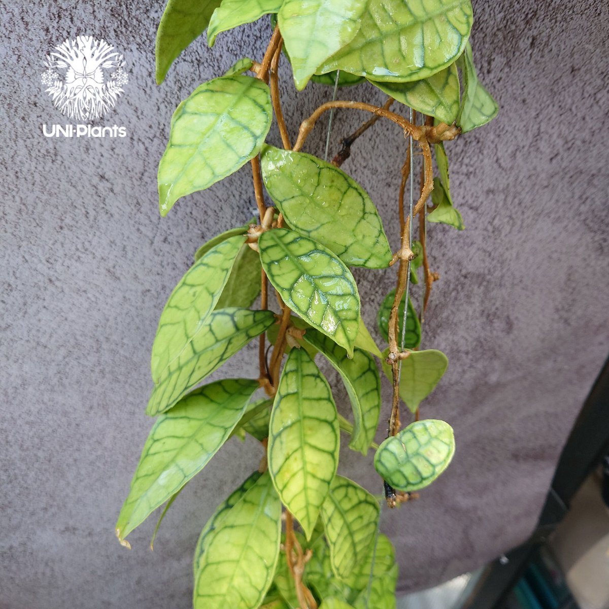 花座いっぱい! Hoya Callistophylla short leaves ホヤ カリス