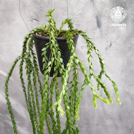 超特大サイズです‼︎　逆さポット植え　フペルジア『Bai Hop Dan』Ⅰ フペルジア『Bai hop Dan』 | Planet Plants プラネットプランツ