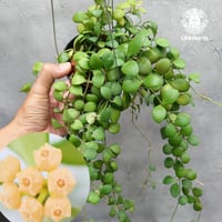 【タイ直輸入】ホヤ ヘウスケリアナ イエロー｜珍品・着生植物・つる性植物｜Hoya Heuschkeliana yellow
