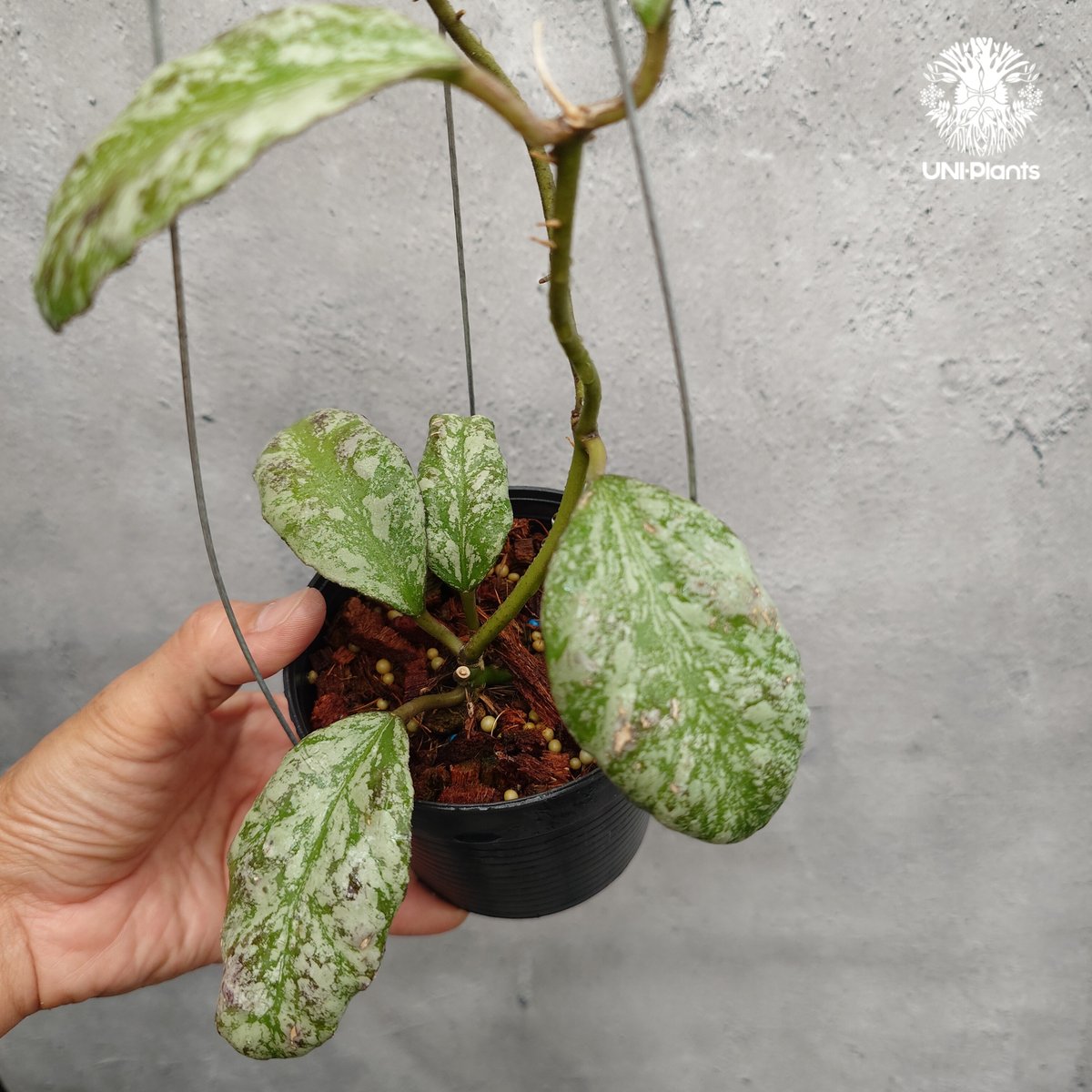 限定1株入荷 Hoya Waymaniae cloudy sky ホヤ ウェイマニアエ クラウ