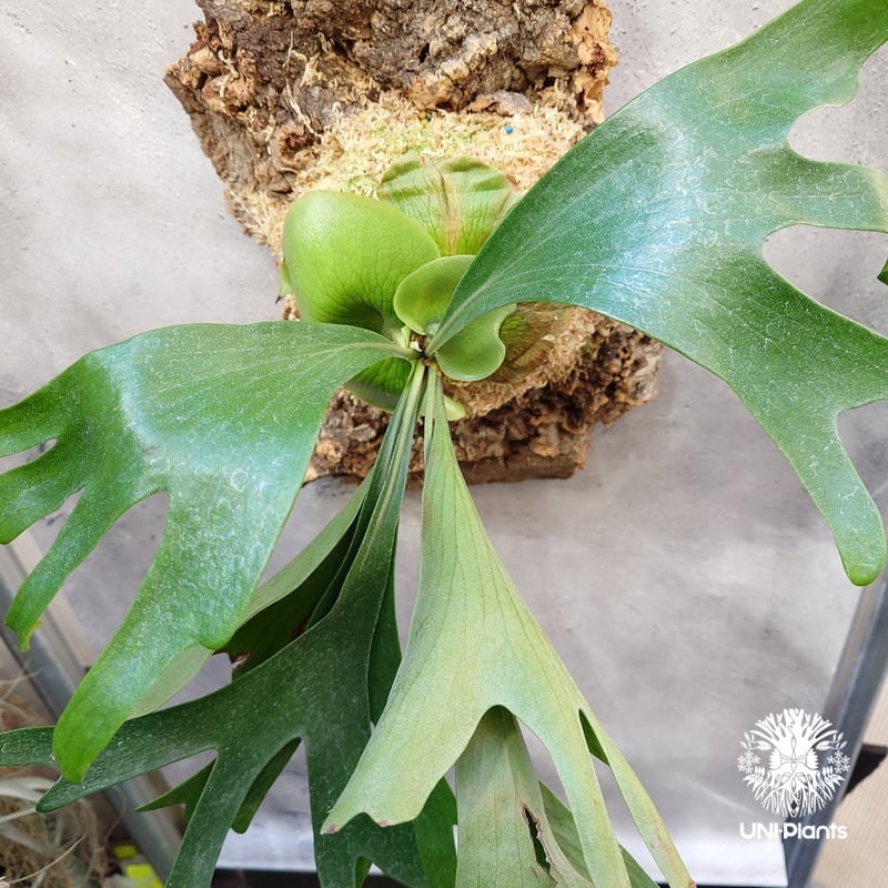 Platycerium Moose(P.hillii × P.alcicorne) ビカクシダ