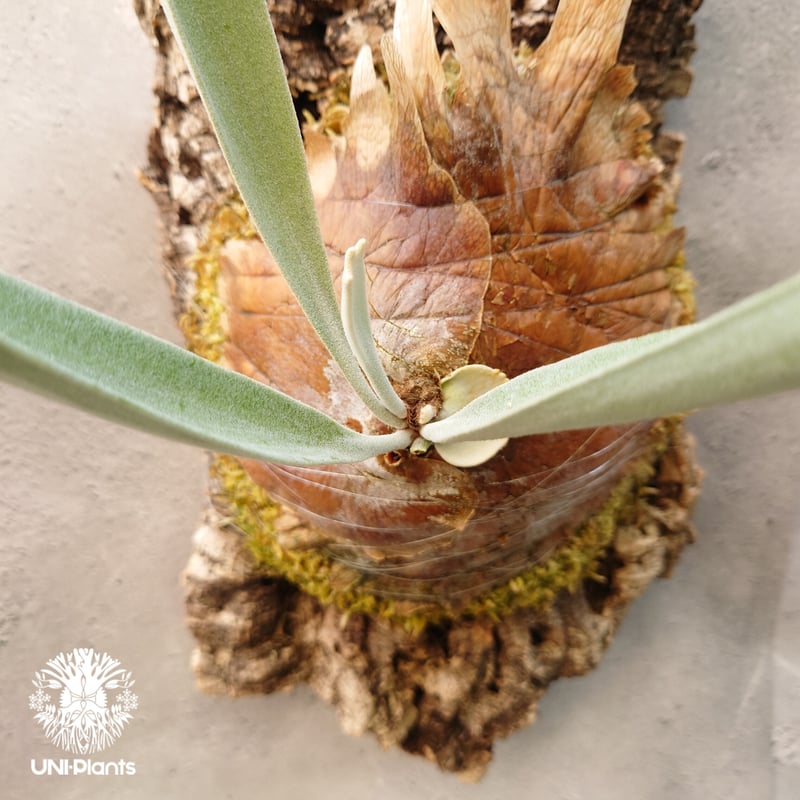 ビカクシダ　レモイネイ　選抜 ビカクシダ レモイネイ Platycerium veitchii 'Lemoine' コウモリ