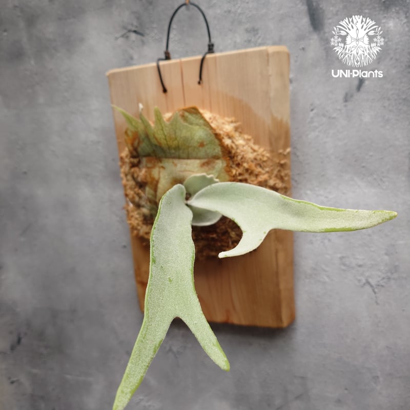 子株付　Platycerium Pewchan（特大美形） 初入荷! ビカクシダ ピューチャン Platycerium pewchan コウモリ
