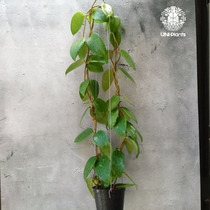 ホヤ アルドリッチ Hoya aldrichii ホヤ植物 サクララン