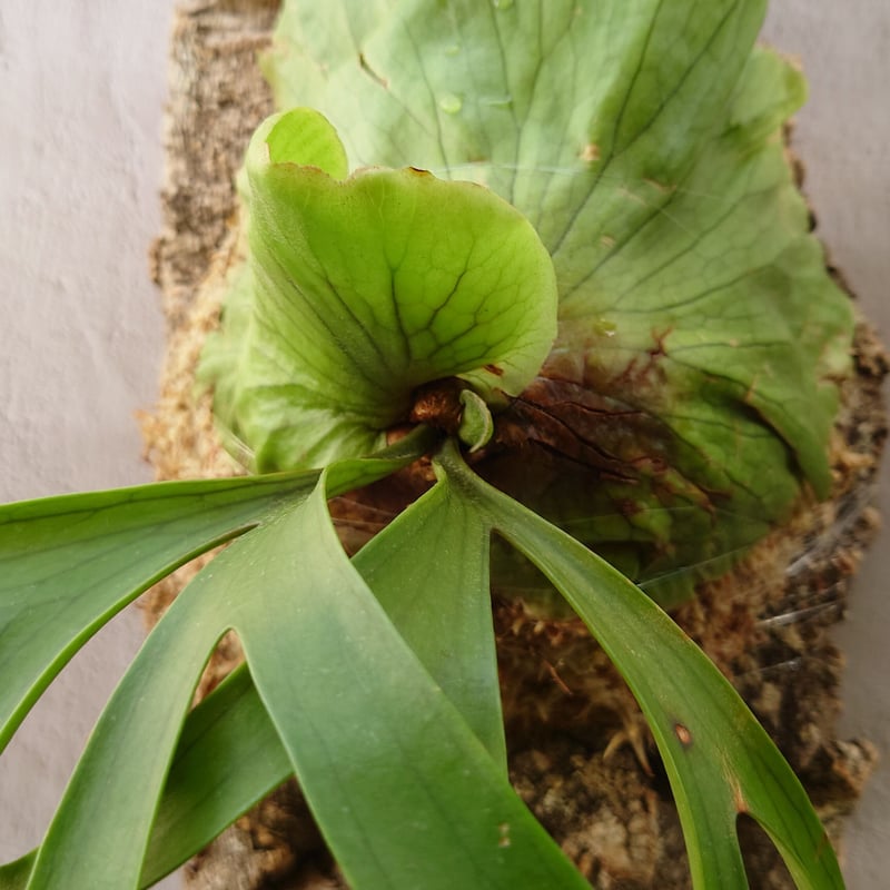 希少価値 ビカクシダ コロナリウム Platycerium coronarium コウモ 希少価値 ビカクシダ コロナリウム Platycerium coronarium コウモ
