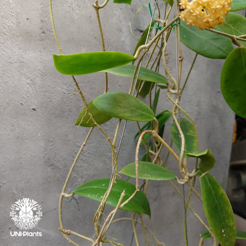 ホヤ　ミンドレンシス 植物販売】兵庫県宝塚市㈱陽春園植物場ネット販売 ホヤ