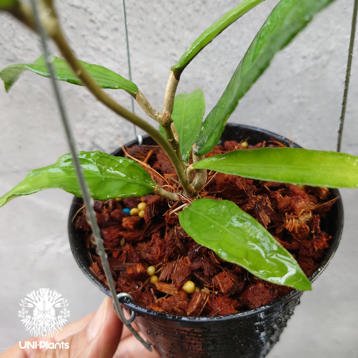 Hoya Aceh (NAP 01) ホヤ 希少 ホヤ植物 ホヤの花 珍しい 希少なホヤ