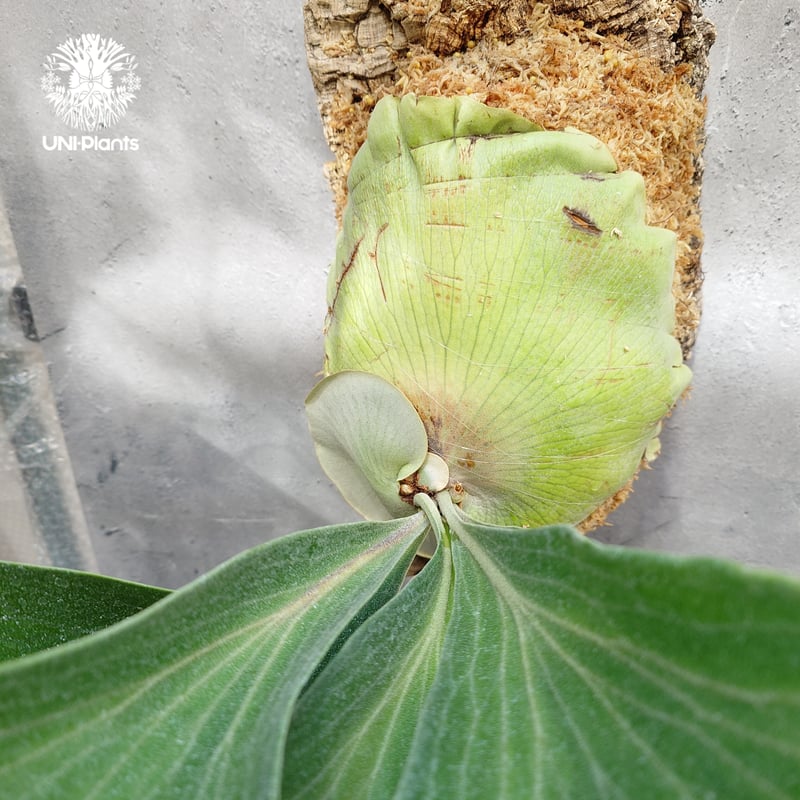 ビカクシダ ビフルカツム タウンズビル ×ヒリー ビカクシダ ヒリー パナマ Platycerium hillii Panama