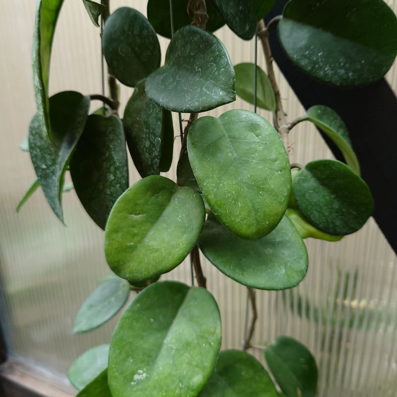 ホヤ カルノーサ クリンクル8 サクララン ホヤ植物 植物 珍奇