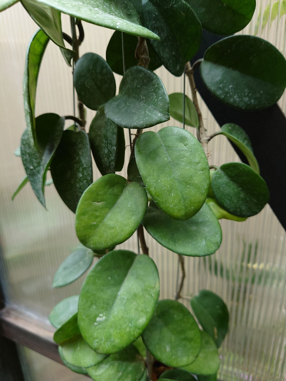 セール　レア　珍種　ホヤ　Hoya chloroleucha サクララン セール レア 珍種 ホヤ Hoya chloroleucha サクララン セール