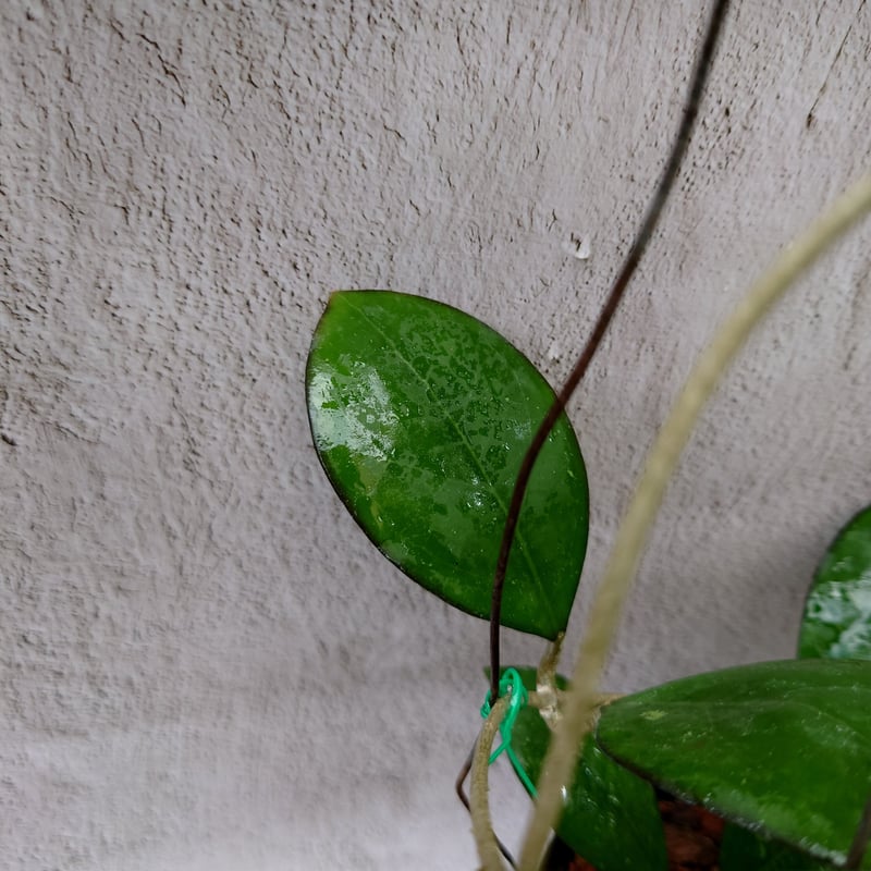 Natalia　ホヤ Hoya cv. Nathalie ホヤ cv.ナタリー ホヤ植物 希少なホヤ植物