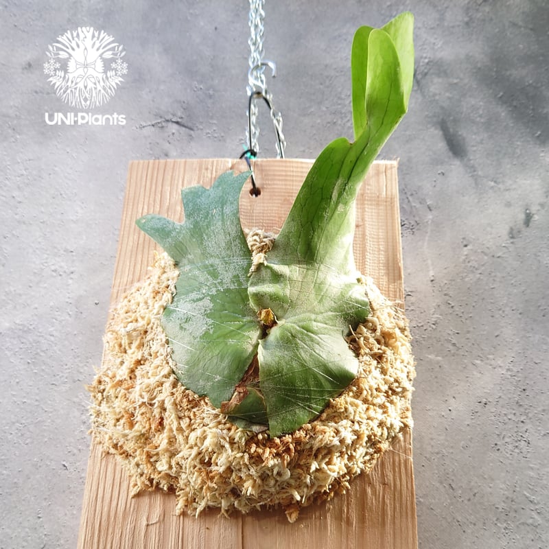 ビカクシダ　ホルタミー　Platycerium holttumii ビカクシダ ホルタミー Platycerium holttumii コウモリラン