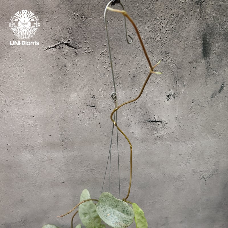Hoya Carnosa Nova Ghost ホヤ カルノーサ ノバ ゴースト ホヤ 希少