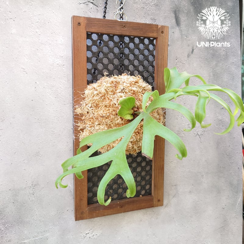 ビカクシダ コロナリウム Platycerium coronarium コウモリラン