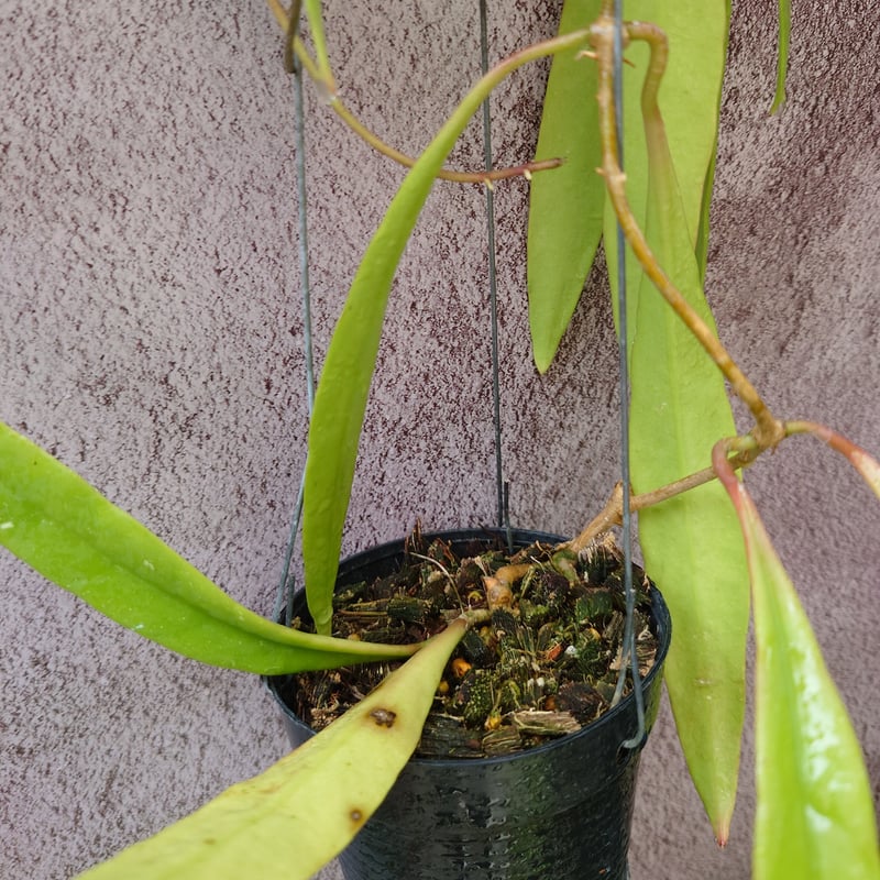 No.1 ＊ Hoya ＊ ホヤ ＊ スラウェシアナ ＊ アルボ ＊外斑入 No.