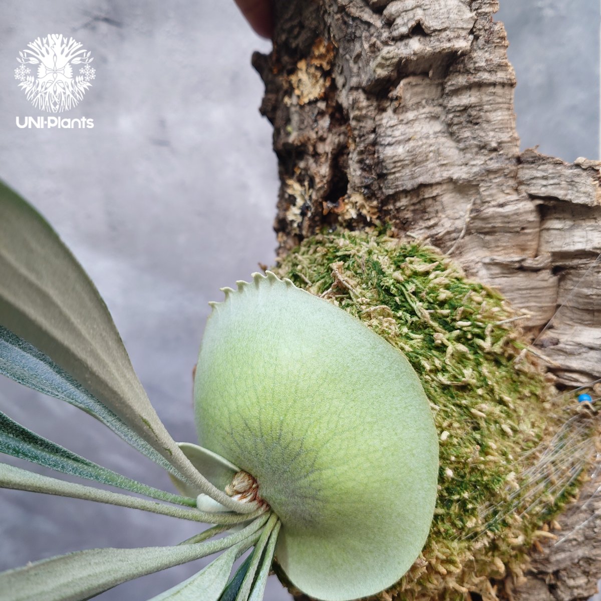 その他観葉植物 Platycerium Rydeen Platycerium Rydeen ビカクシダ ライディーン ビカクシダ