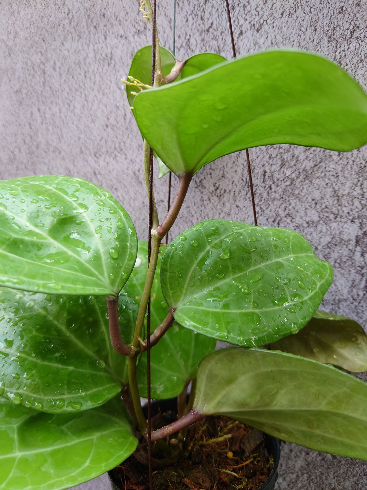 珍種 レア ホヤ Hoya Lyi Noid サクララン 珍種 レア ホヤ Hoya Lyi