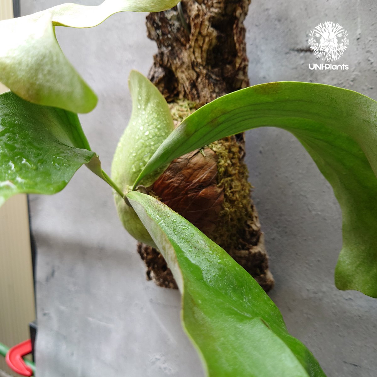 ビカクシダ アルテミス Platycerium Artemis (Alcicorne x Qu